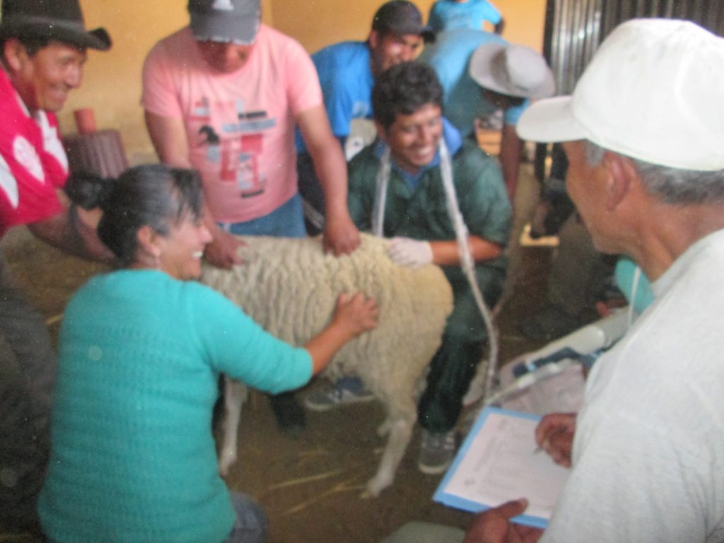 Sincronizacion De Celo 071